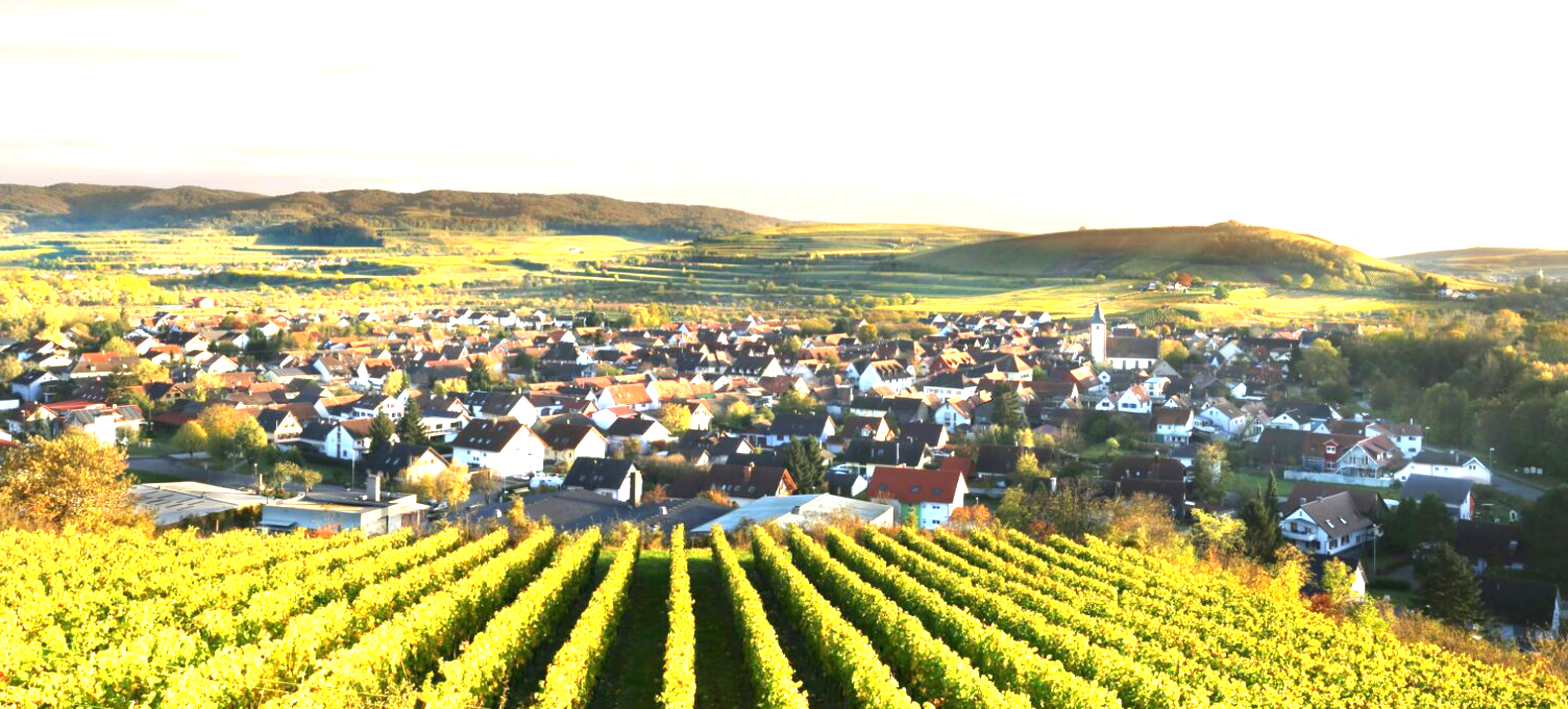 Sasbacher 1